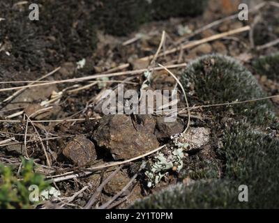 V-signierte Springspinne (Aelurillus V-insignitus) Arachnida Stockfoto