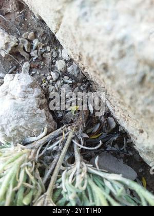 Blasenschoten (Physaria) Plantae Stockfoto
