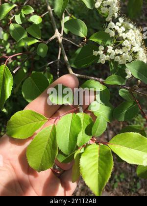 Blackhaw (Viburnum prunifolium) Plantae Stockfoto