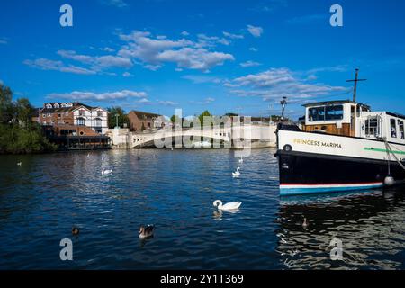 Schwäne und Prinzessin Marina, Boot, mit Caversham Bridge, Themse, Reading, Berkshire, England, Großbritannien, GB. Stockfoto