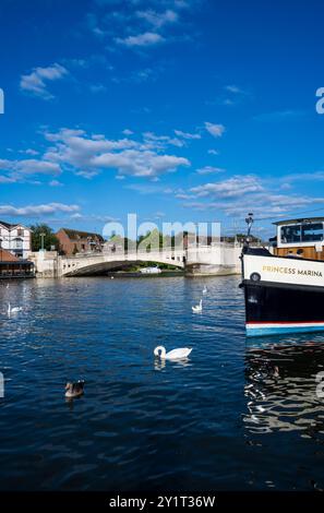 Schwäne und Prinzessin Marina, Boot, mit Caversham Bridge, Themse, Reading, Berkshire, England, Großbritannien, GB. Stockfoto