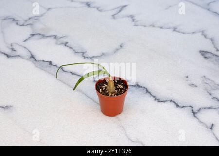 Albuca bracteata, trächtige Zwiebeln, falsche Seezwiebeln oder Seezwiebeln in einem kleinen Topf Stockfoto