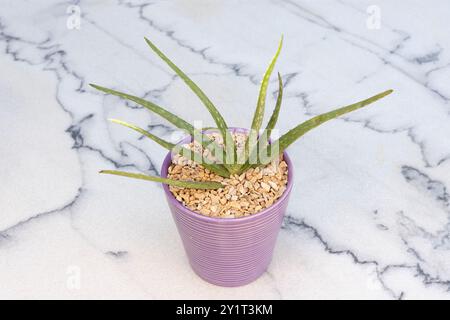 Aloe-Vera-Pflanze in einem Keramiktopf auf einer Marmoroberfläche Stockfoto