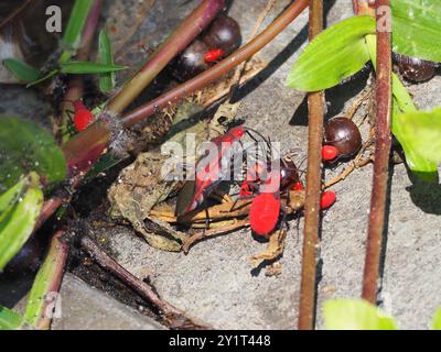 (Leptocoris vicinus) Insecta Stockfoto