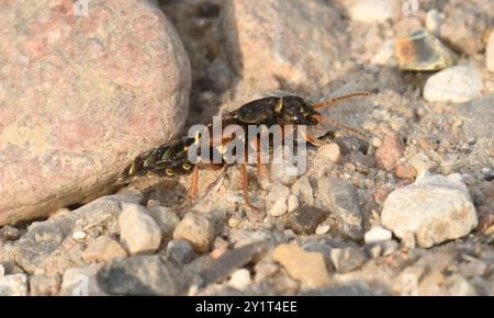 (Staphylinus caesareus) Insecta Stockfoto