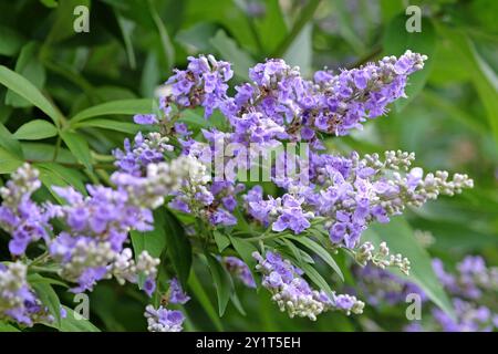 Lilafarbener Vitex agnus castus oder keuscher Baum in Blüte. Stockfoto