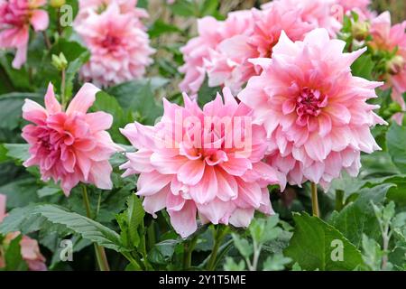 Pinkfarbene Dahlien „Ottos Nervenkitzel“ in Blume. Stockfoto