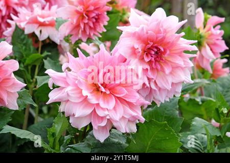 Pinkfarbene Dahlien „Ottos Nervenkitzel“ in Blume. Stockfoto