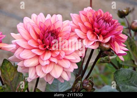 Dunkel rosa dekorative Dahlien „Night Silence“ in Blüte. Stockfoto