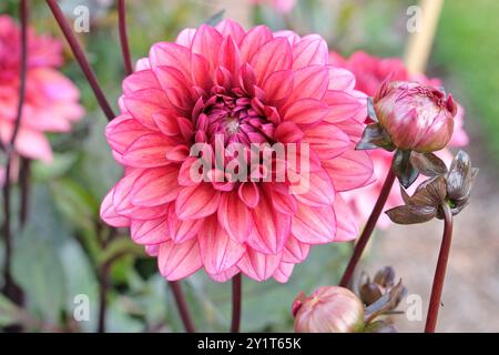 Dunkel rosa dekorative Dahlien „Night Silence“ in Blüte. Stockfoto