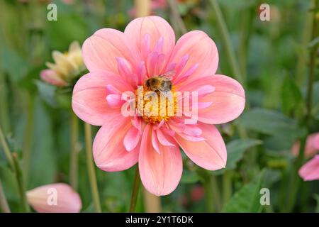 Eine Hummel sammelt Pollen auf einer rosa Collarette Dahlia „Strawberry Bon Bon“ in Blüte. Stockfoto