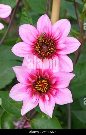 Rosafarbene und violette Collarette Dahlia „Skyfall“ in Blüte. Stockfoto