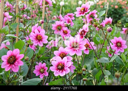 Rosafarbene und violette Collarette Dahlia „Skyfall“ in Blüte. Stockfoto