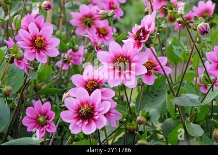 Rosafarbene und violette Collarette Dahlia „Skyfall“ in Blüte. Stockfoto