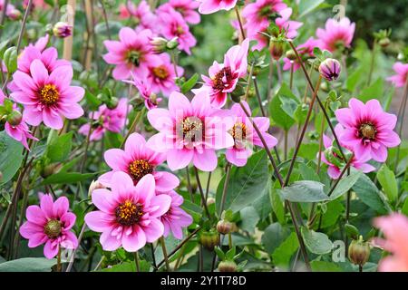 Rosafarbene und violette Collarette Dahlia „Skyfall“ in Blüte. Stockfoto