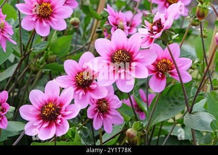 Rosafarbene und violette Collarette Dahlia „Skyfall“ in Blüte. Stockfoto