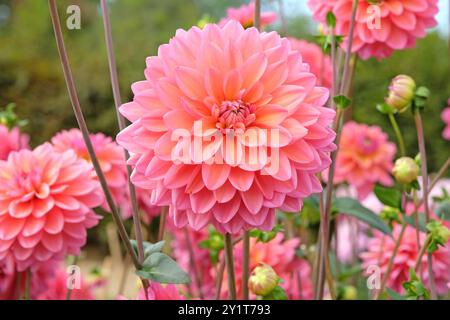 Rosafarbene dekorative Dahlien „Great Silence“ in Blüte. Stockfoto