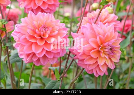 Rosafarbene dekorative Dahlien „Great Silence“ in Blüte. Stockfoto