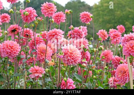 Rosafarbene dekorative Dahlien „Great Silence“ in Blüte. Stockfoto