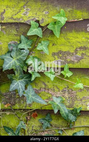Vielseitiger Efeu und Bindweed, der auf einem mit Moos oder Flechten bedeckten Holzgarten wächst Stockfoto