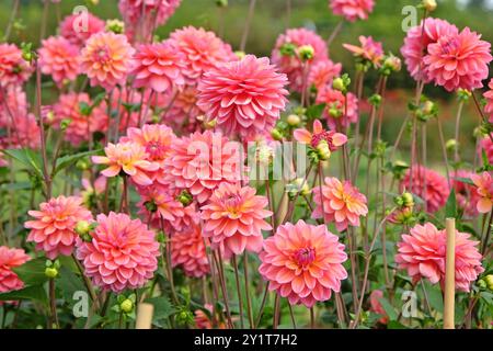 Rosafarbene dekorative Dahlien „Great Silence“ in Blüte. Stockfoto