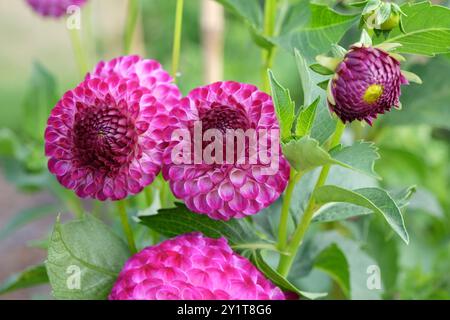 Violette und weiße Pompon-Dahlien „Downham Peggy“ in Blüte. Stockfoto