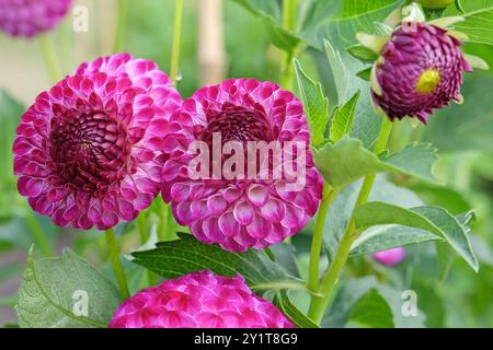 Violette und weiße Pompon-Dahlien „Downham Peggy“ in Blüte. Stockfoto