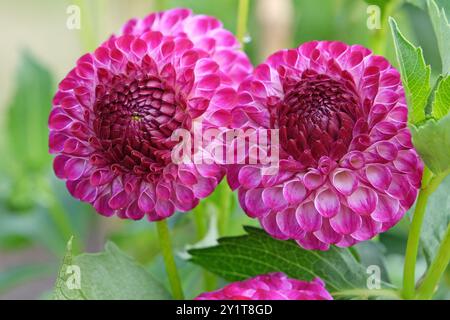 Violette und weiße Pompon-Dahlien „Downham Peggy“ in Blüte. Stockfoto