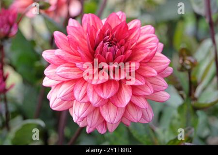 Dunkel rosa dekorative Dahlien „Night Silence“ in Blüte. Stockfoto