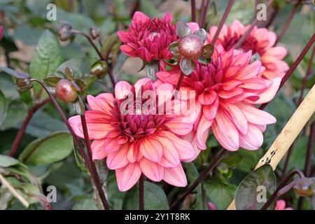 Dunkel rosa dekorative Dahlien „Night Silence“ in Blüte. Stockfoto