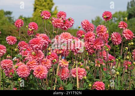 Rosafarbene dekorative Dahlien „Great Silence“ in Blüte. Stockfoto