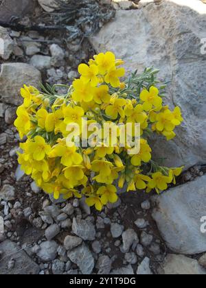 Blasenschoten (Physaria) Plantae Stockfoto