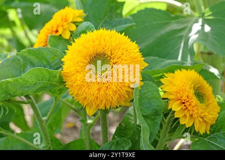 Gelbe doppelte Helianthus-Sonnenblume „Teddybär“ in Blüte. Stockfoto