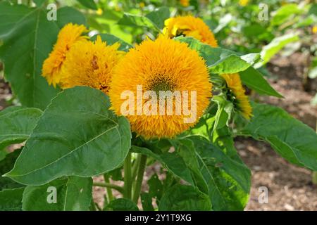 Gelbe doppelte Helianthus-Sonnenblume „Teddybär“ in Blüte. Stockfoto