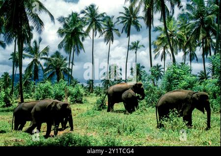 Sri Lanka, Pinnawela. Elefanten-Waisenhaus. Elefantenherde im Dschungel Stockfoto