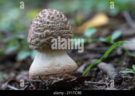 Pilze wachsen im Herbstwald. Porphyrie Amanita Stockfoto