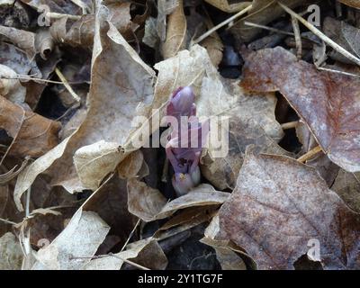 Twinleaf (Jeffersonia diphylla) Plantae Stockfoto