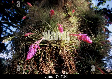 Upright airplant (Tillandsia stricta) Plantae Stockfoto