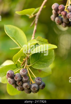 Schwarze Aronia oder Aronia melanocarpa (Michx.) Elliot Rosaceae Beeren Früchte am Sträucher Stockfoto