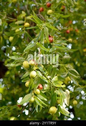 Ziziphus jujujuba oder jujujube rotes Datum oder chinesische Dattelgruppe unreifer grüner Jujubes Früchte auf Baum Stockfoto