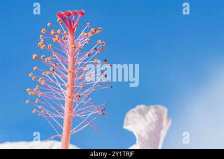 Eine atemberaubende Nahaufnahme der Fortpflanzungsstruktur einer bunten Blume vor einem hellblauen Hintergrund. Stockfoto