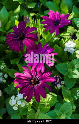 Atemberaubende violette Gänseblümchen blühen inmitten satter grüner Blätter, die lebendige Farben und die Schönheit der Natur zeigen. Stockfoto