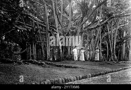 Banyan Trees in Buitenzorg, Java, Indonesien, der botanische Garten 1926. Heute bekannt als Bogor, Indonesien Stockfoto