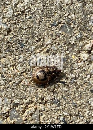 Sandläufer Shieldbug (Sciocoris cursitans) Insecta Stockfoto