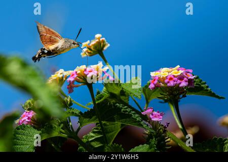 Kolibri Motte Menorca Stockfoto