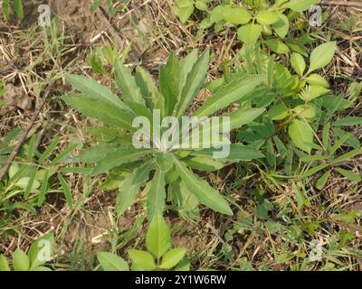 Tropischer Pferdegras (Erigeron sumatrensis) Plantae Stockfoto