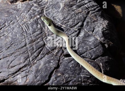 Eine Black Mamba macht sich auf dem Weg zu den Ufern des Great Ruaha Flusses auf den Weg über Wasser geglättete Felsen zum Trinken. Mambas sind schnell und aggressiv Stockfoto