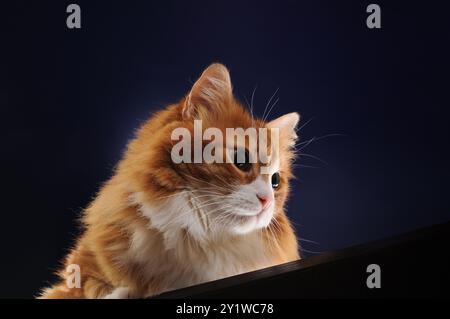 Erwachsene, flauschige Ingwerkatze liegt auf einer Holzoberfläche und blickt auf einem dunkelblauen Hintergrund nach unten Stockfoto