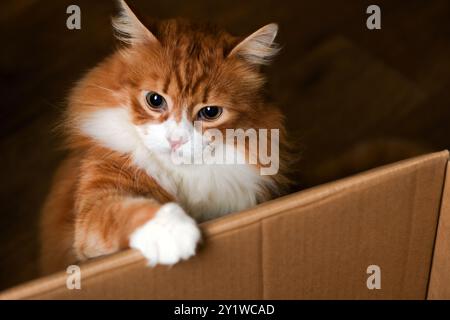 Eine rote, flauschige Erwachsene Katze sitzt neben einem Karton Stockfoto