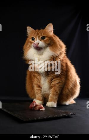 Eine rote flauschige Katze sitzt und leckt sich die Lippen, erwartet, ein Stück rohes Fleisch auf schwarzem Hintergrund zu essen Stockfoto